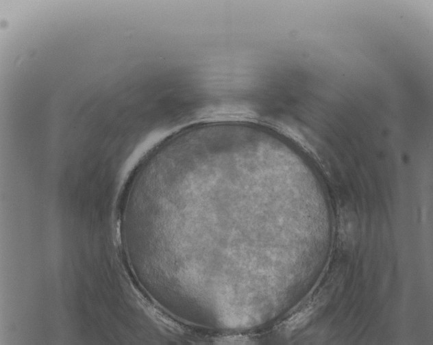 X0000068841462200605121354