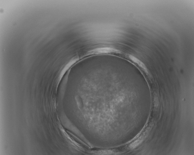 X0000068841473200605121354