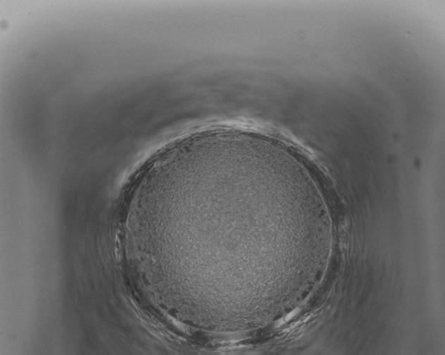 X0000068841496200605121353