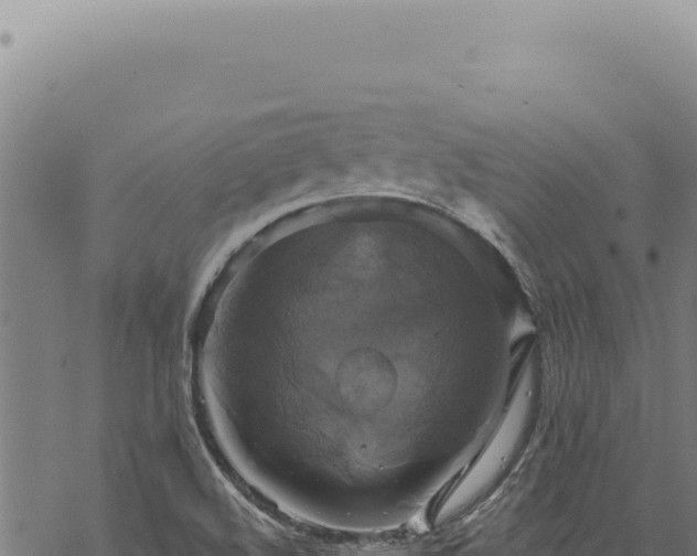 X0000068841508200605121353