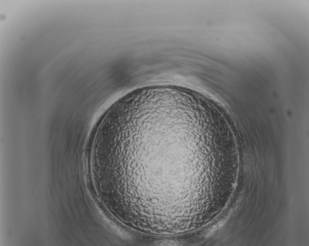 X0000068841517200605121353