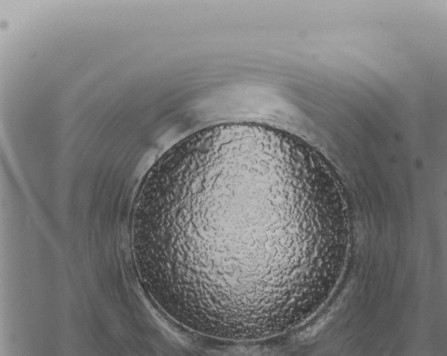 X0000068841521200605121353