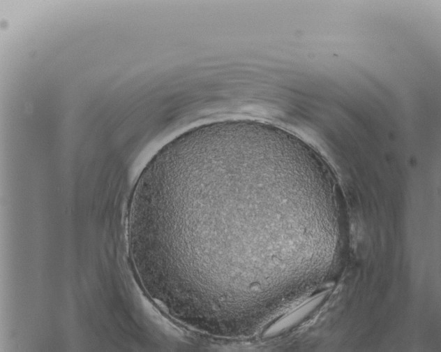 X0000068841524200605121353