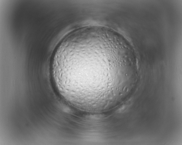 X0000068840103200605191936