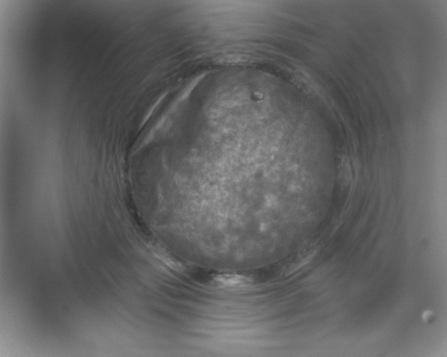 X0000068840557200605191928