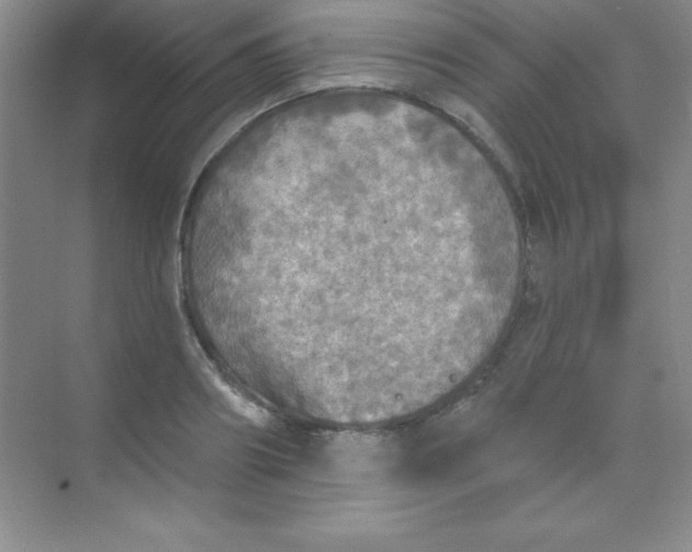 X0000068840890200605191922