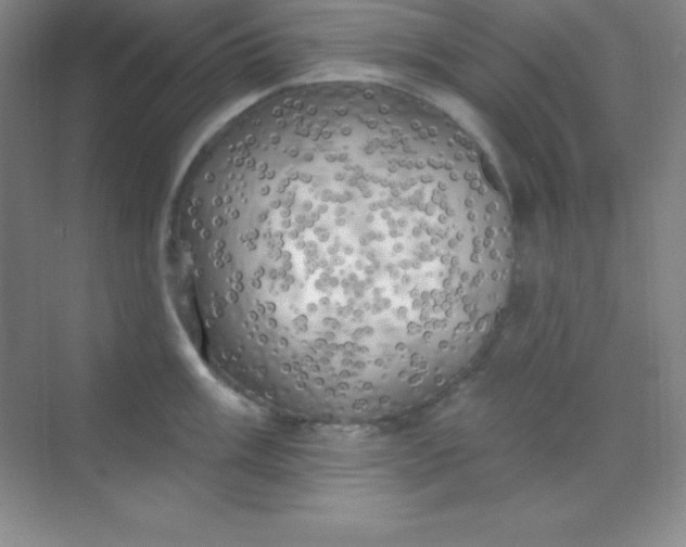 X0000068841003200605191921