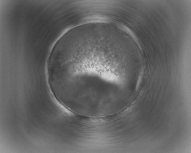 X0000068841243200605191917