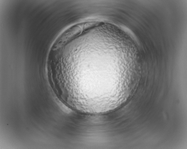 X0000068841288200605191916