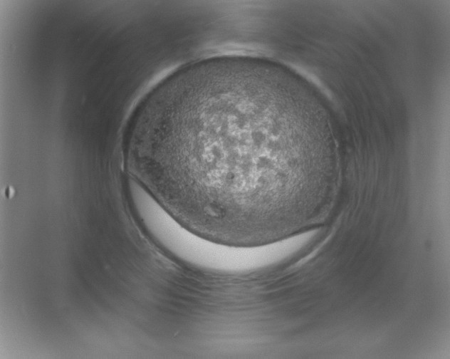 X0000068841317200605191915