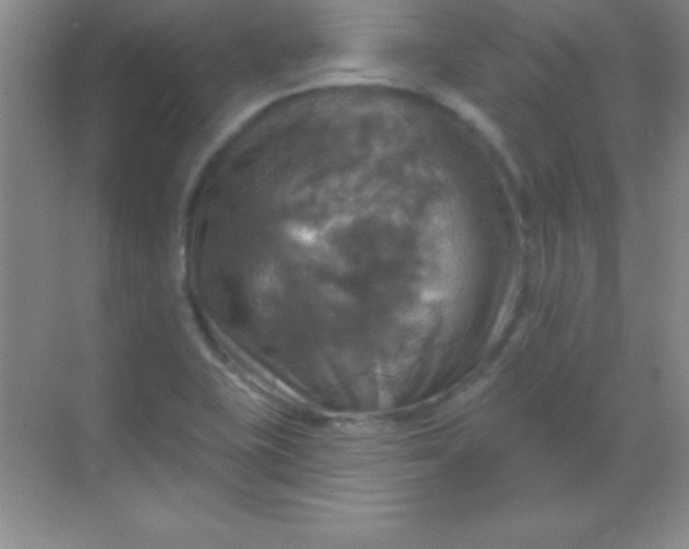 X0000068841415200605191914