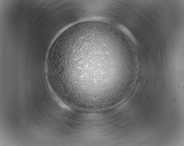 X0000068841436200605191914