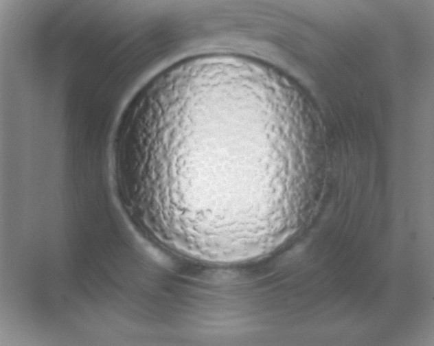 X0000068841517200605191912