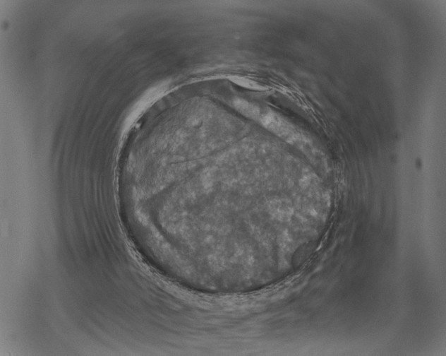 X0000068840006200605261652