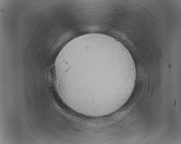 X0000068840024200605261652