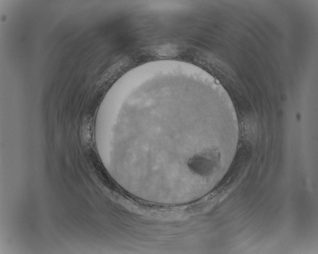 X0000068840032200605261651