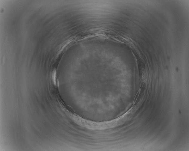 X0000068840047200605261651