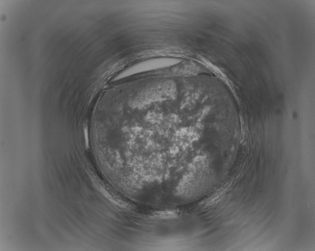 X0000068840061200605261651