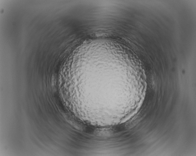 X0000068840082200605261651