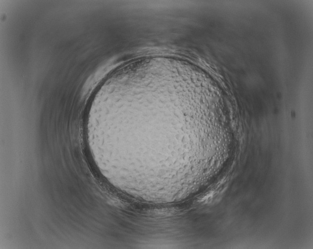 X0000068840103200605261650