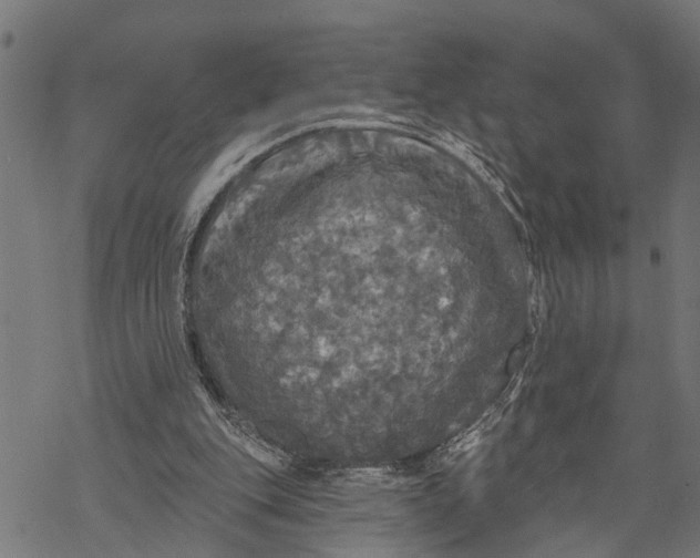 X0000068840151200605261649