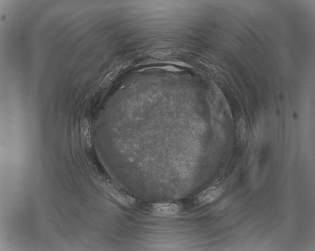 X0000068840234200605261648