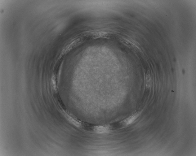 X0000068840238200605261648