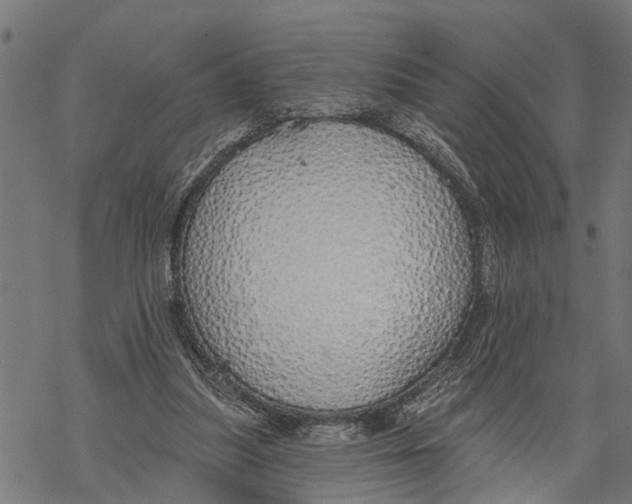 X0000068840251200605261647