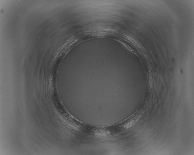 X0000068840258200605261648