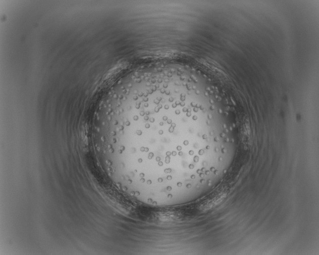 X0000068840264200605261648