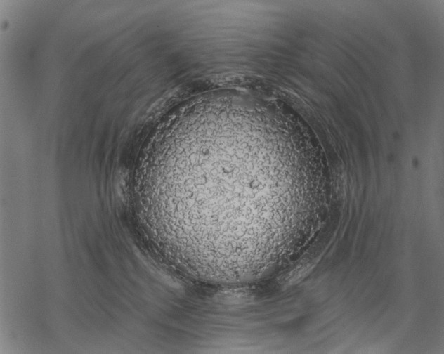 X0000068840280200605261648