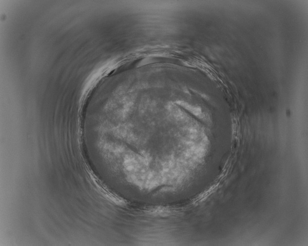 X0000068840293200605261647