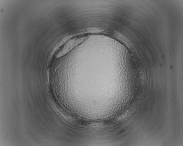 X0000068840350200605261646