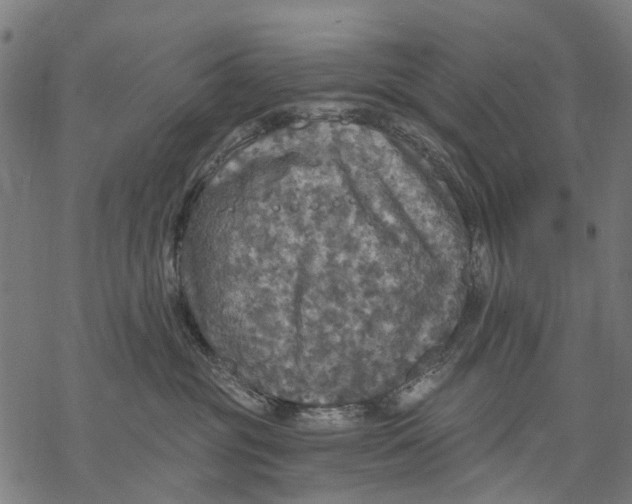 X0000068840381200605261646