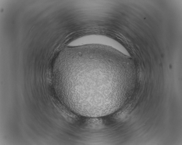 X0000068840421200605261645