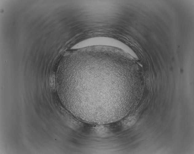 X0000068840425200605261645