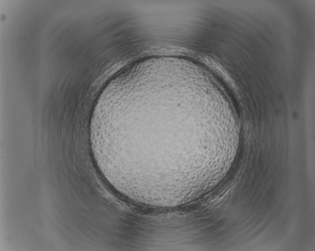 X0000068840433200605261644