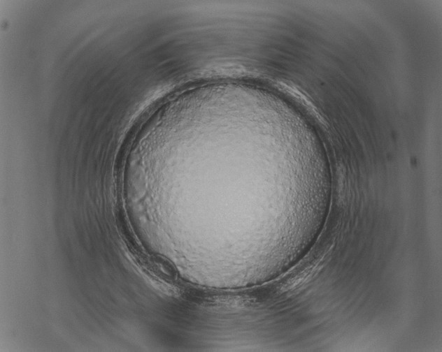 X0000068840439200605261644