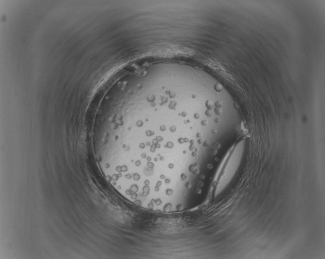 X0000068840440200605261644