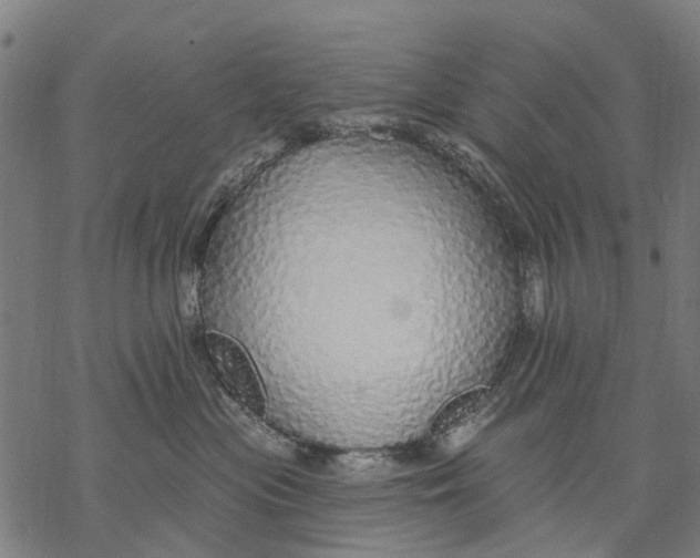 X0000068840477200605261645