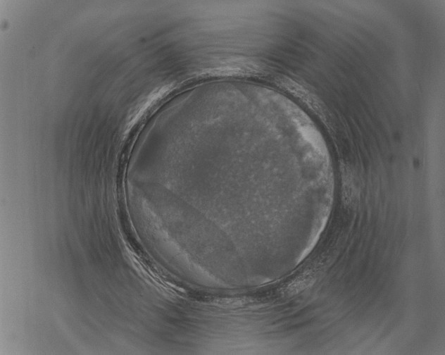 X0000068840482200605261644