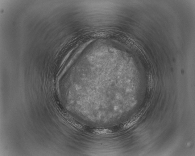 X0000068840557200605261643