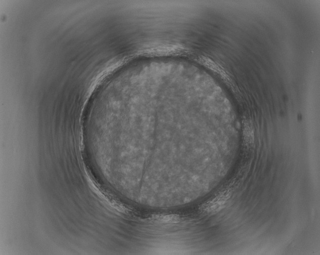 X0000068840582200605261643