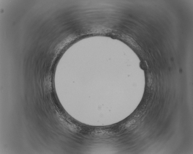 X0000068840632200605261641