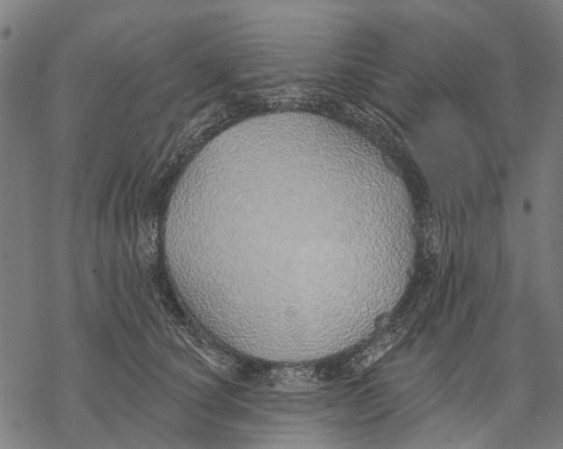 X0000068840660200605261642