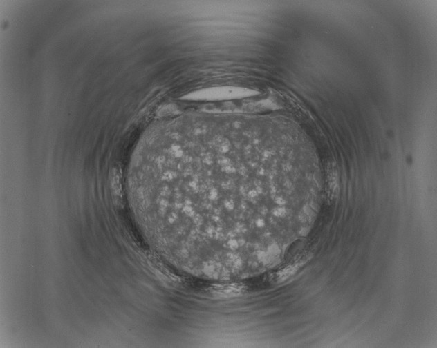 X0000068840667200605261642