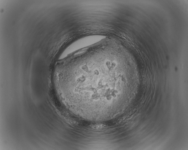 X0000068840695200605261641