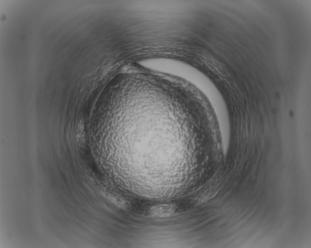 X0000068840700200605261641