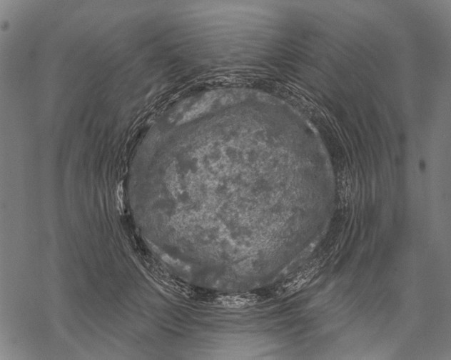 X0000068840703200605261641