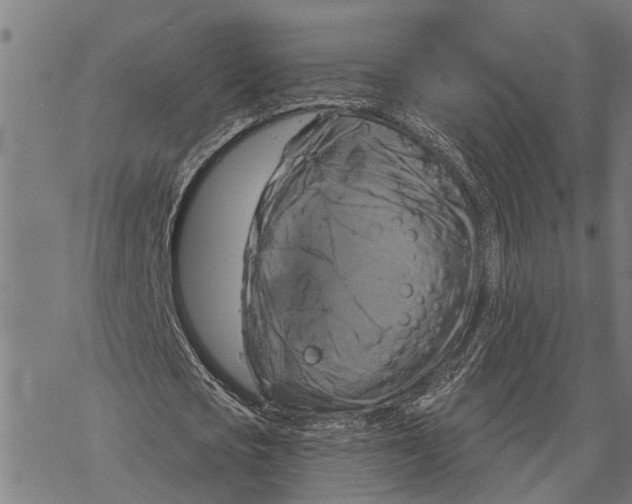 X0000068840721200605261640